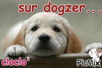 dogzer fiche - Gratis animerad GIF