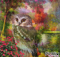 AUTUMN OWL 4 Animated GIF