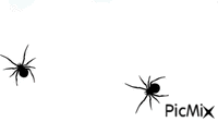 pająk - Animovaný GIF zadarmo