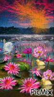 raining on the duck pondwith all the lily pads in full bloom of pink. - GIF animado grátis