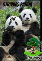 Striving Panda - 無料のアニメーション GIF