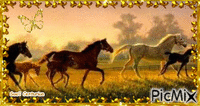 Cavalos - Бесплатный анимированный гифка