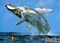 Whale - GIF animate gratis