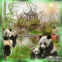 Le jardin chinois des pandas - GIF animé gratuit
