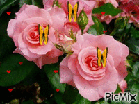 amo rosas animuotas GIF