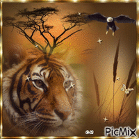 Tigre - Darmowy animowany GIF