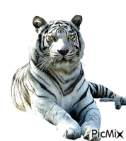 Tiger - Nemokamas animacinis gif