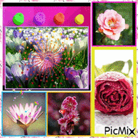 fiori vari - GIF animé gratuit