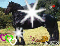 trop beau ce cheval - Animovaný GIF zadarmo