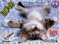 Le chat trop mimi - Бесплатный анимированный гифка