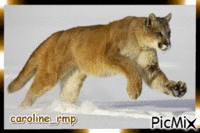 puma - Δωρεάν κινούμενο GIF