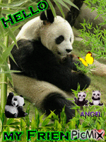 PANDAS Animated GIF