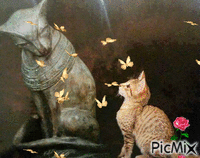 pisic - GIF animado grátis