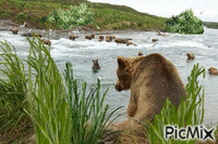 Медведи - Ilmainen animoitu GIF