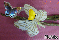 vlinders - Gratis geanimeerde GIF