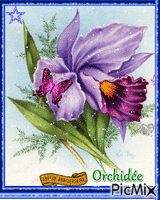 Orchidée - GIF animado gratis