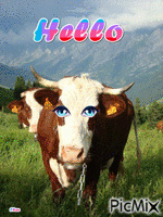 vache - Gratis animeret GIF