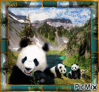 Oso panda - Bezmaksas animēts GIF
