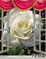 rosa na janela анимиран GIF