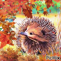 Hedgehog autumn