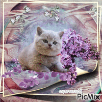 Chat dans son cadre lilas - Free animated GIF