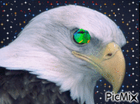 aigle étoile Animated GIF