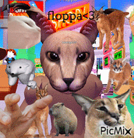 Floppa cat, floppa , cat , meme - Free PNG - PicMix