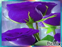 Lila rózsa. - Free animated GIF