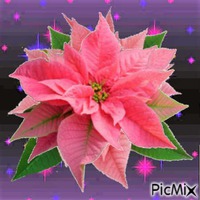 flor de Natal sobreposta - Bezmaksas animēts GIF