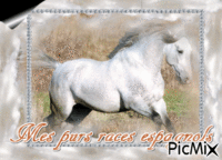 Re : cheval - Zdarma animovaný GIF