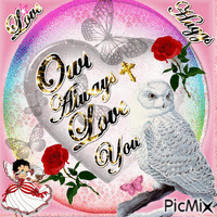 Owl Always Love You - GIF animé gratuit