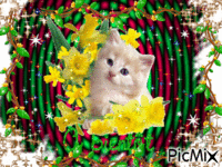 Jolie petit chat tout blanc animovaný GIF