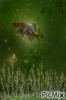 floare - Ingyenes animált GIF