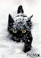 gattina - Gratis animeret GIF