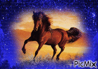 cheval Animated GIF