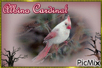 Albino Cardinal - Бесплатный анимированный гифка