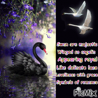 The Swan - GIF animé gratuit