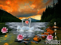 SWANS AND LAKE анимирани ГИФ