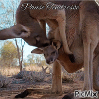 Pause tendresse - Free animated GIF