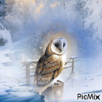 owl GIF animata