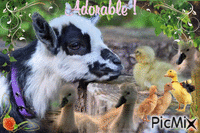 la petite chèvre et les  canetons Animated GIF