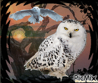 OWL IN BLACK анимиран GIF