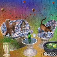 Tuin meubel met onze eigen chihuahua Nordy 动画 GIF