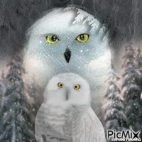 OWL geanimeerde GIF