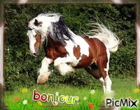cheval - Безплатен анимиран GIF