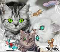 les chats et les souris GIF animé