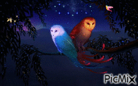 owls in the night - Free animated GIF