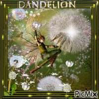 blooming dandelion