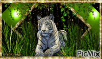 Tigre blanc animovaný GIF
