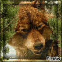 wolf Animated GIF